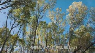 Questionable reactions to your imagination. Nature trees blowing in the wind.