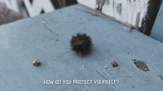 Life of a caterpillar. When the world gets tough.