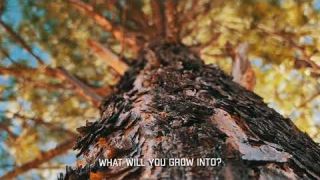 Talls tree full of life. Many years to grow. The beauty they grow into.